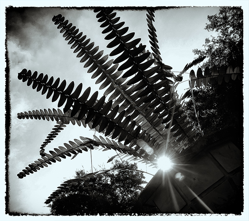 Fern Capital of the World