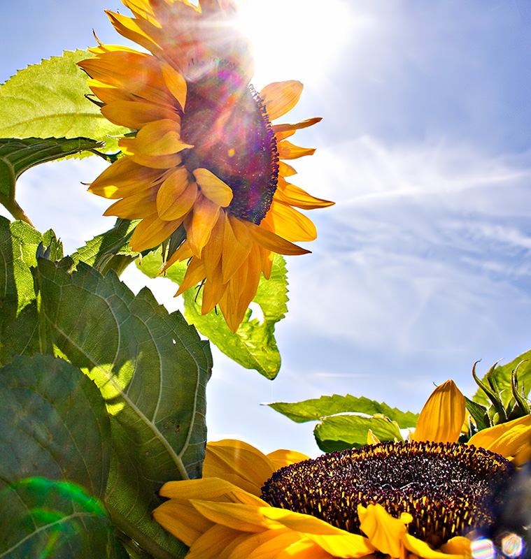 flowers in the sun