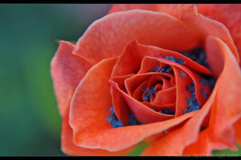 Rose Caresses Sugar