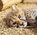 Inquisitive