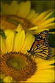 A Sip of Sunshine