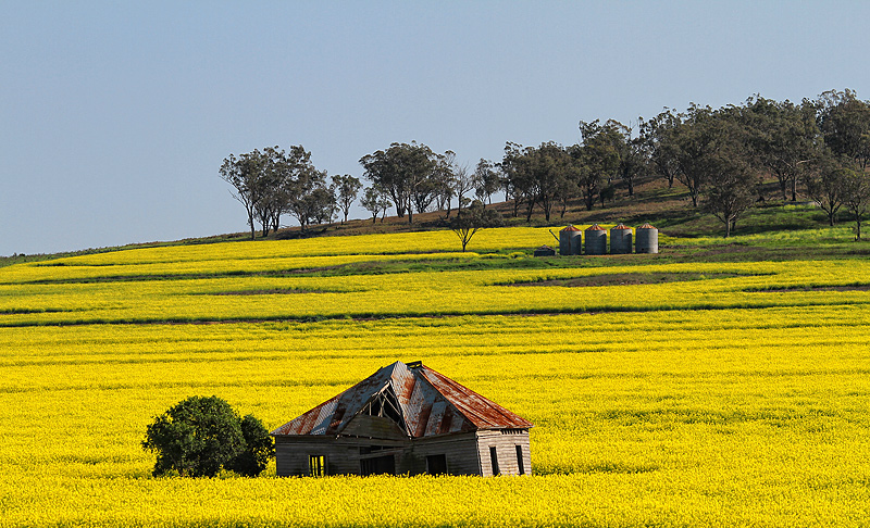 Yellow
