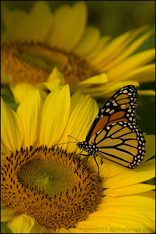 A Sip of Sunshine