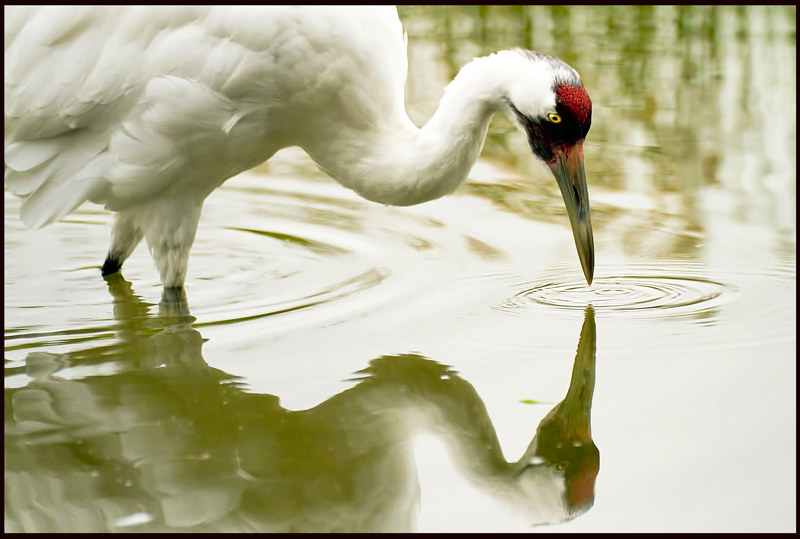 Through the Looking Glass