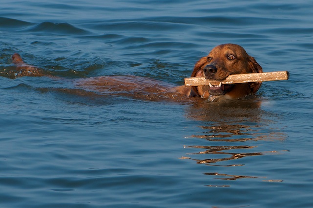 Little Jerry Swimming and fetching