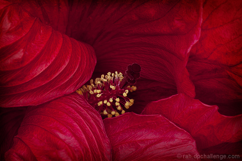 flower detail