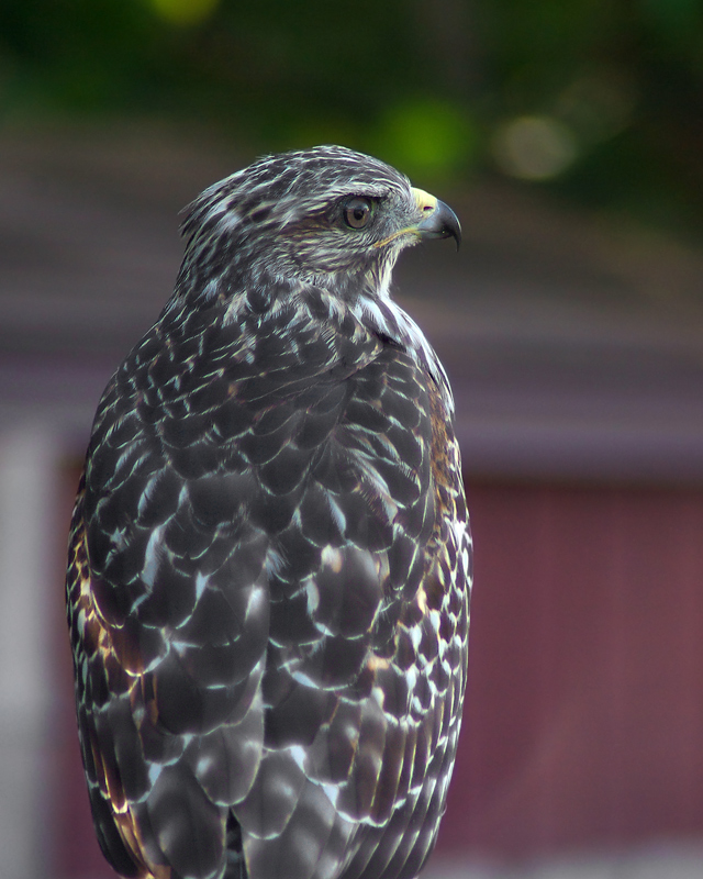 Red-shouldered Hawk