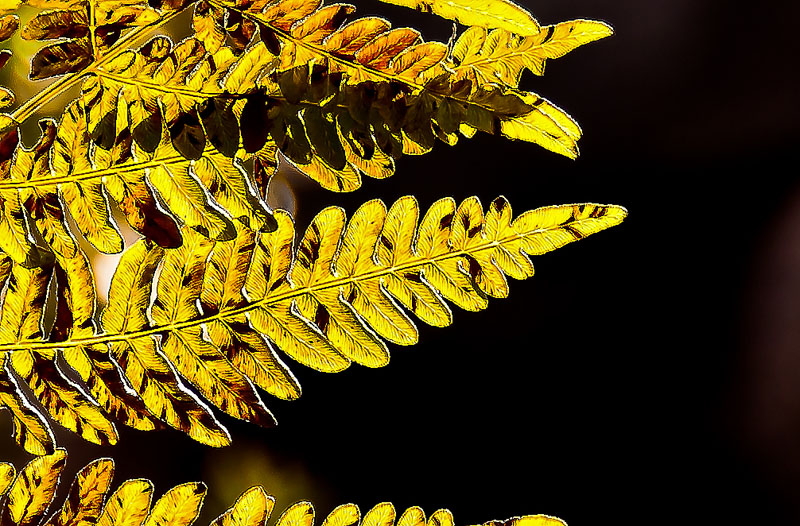 Golden Fern