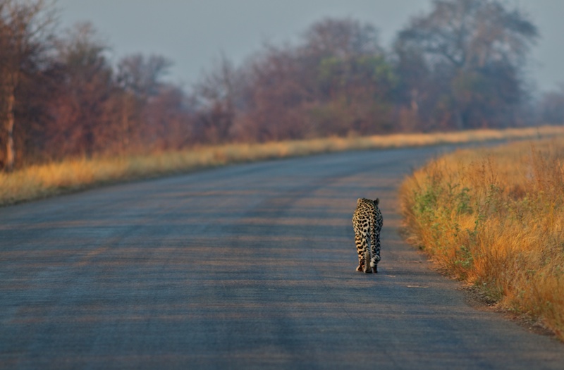 The long way home.