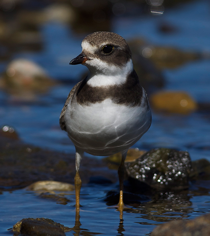 Semipalmated plover