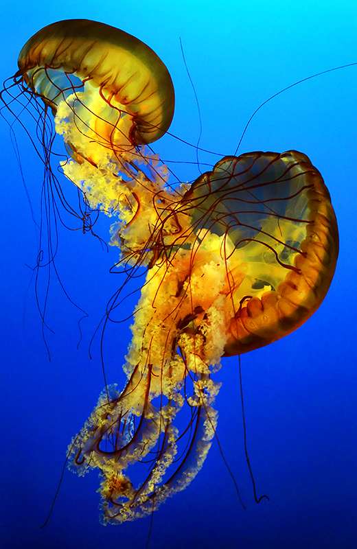 The Jellyfish Dance