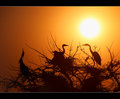 Sun Birds