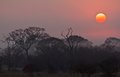 Bushveld Sunrise