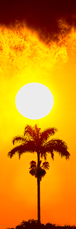 Sun Over Palm