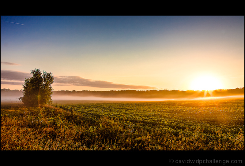 Fog on the Soybeans