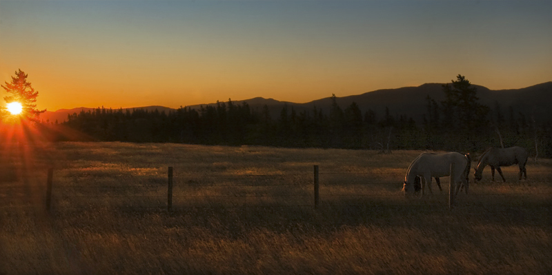 Grazing at Sunrise