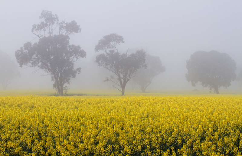 Trees in Canola ?