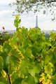 Paris vineyards