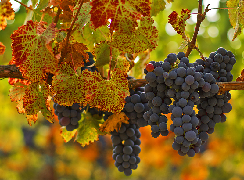 Harvest Season