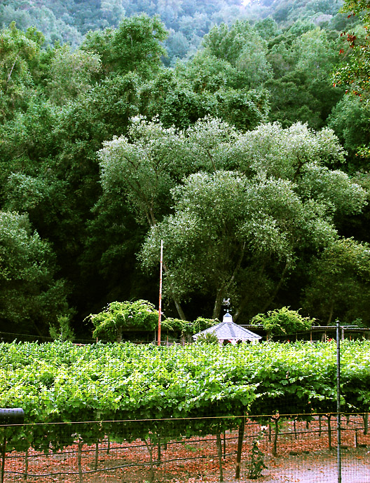 Valley Vinyard