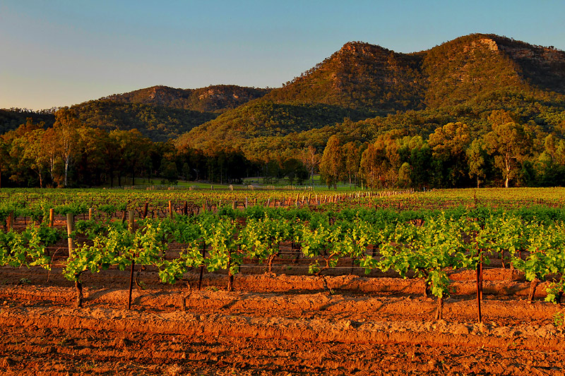 Wine From Red Volcanic Soils