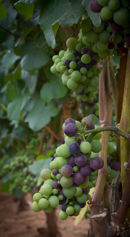 Pinot Noir in Transition