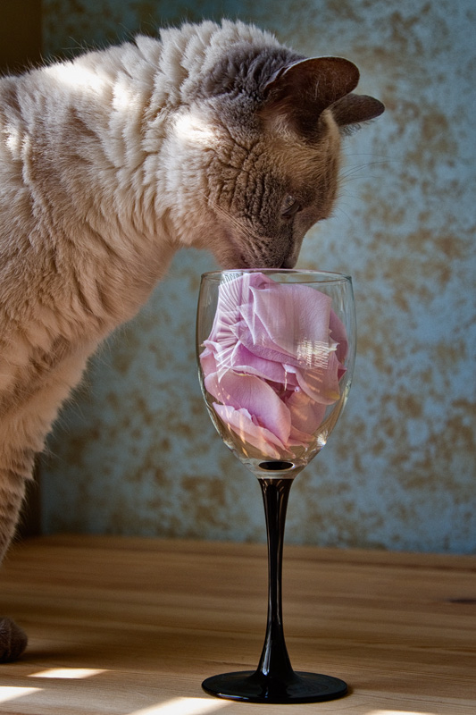 The light, airy bouquet of a rosé