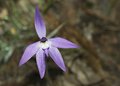 Morning dew evaporating from a sun orchid