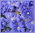 Cineraria