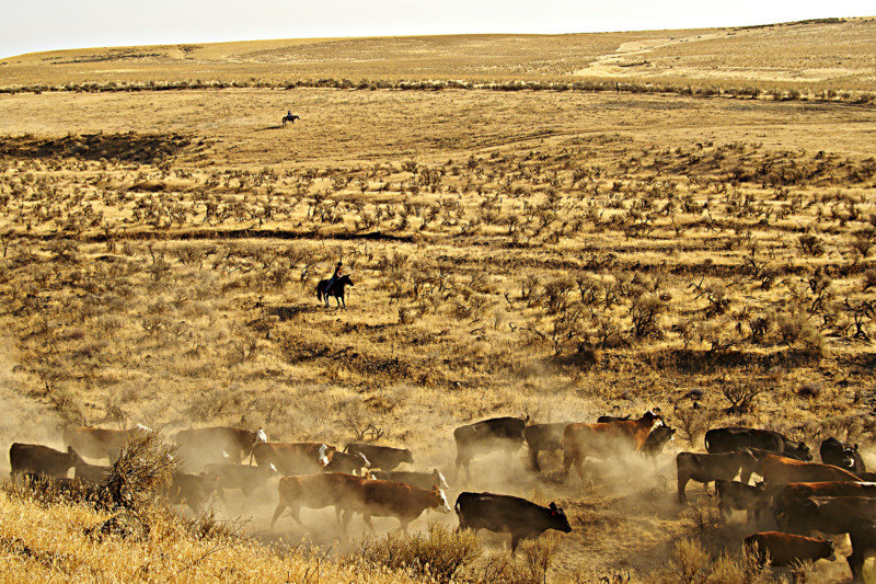 Cattle drive