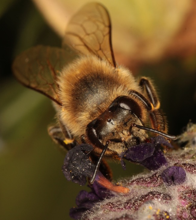 First pollen of spring