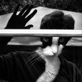 The Cat Lady