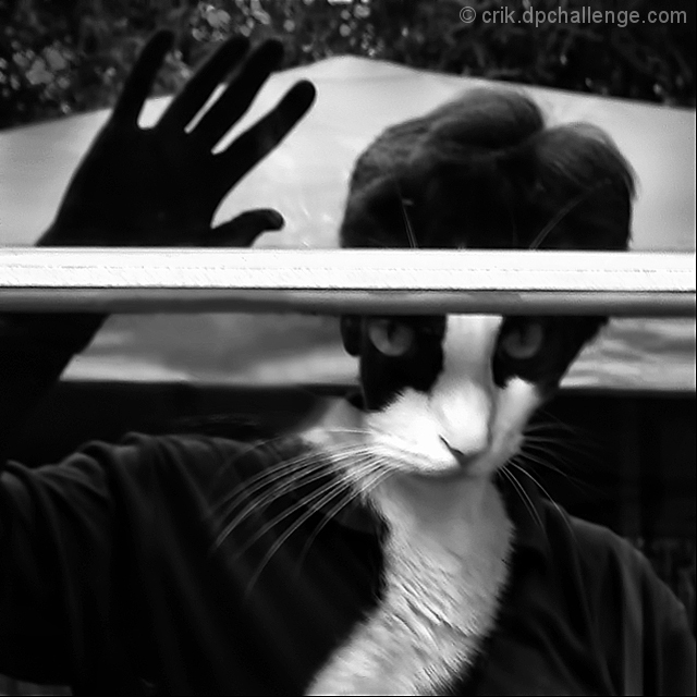 The Cat Lady