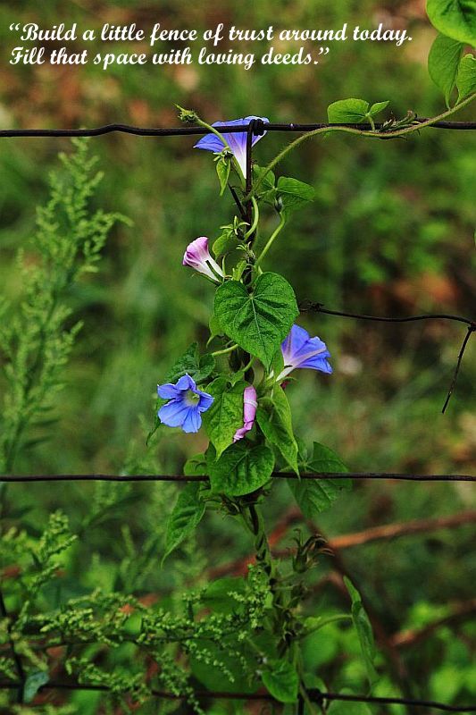 "Build a little fence of trust around today. Fill that space with loving deeds."