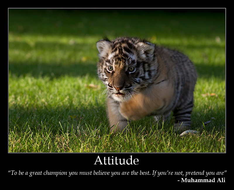 Attitude