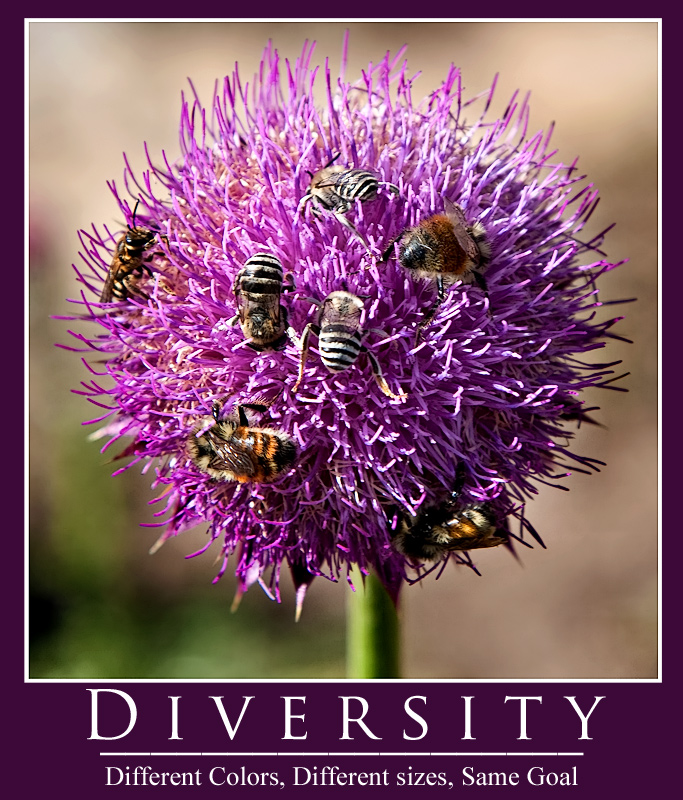Diversity