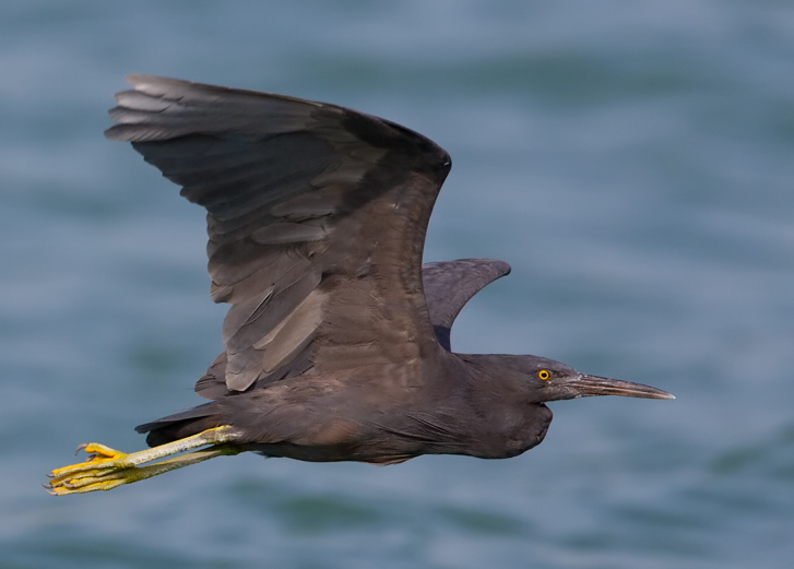 Pacific Reef Egret