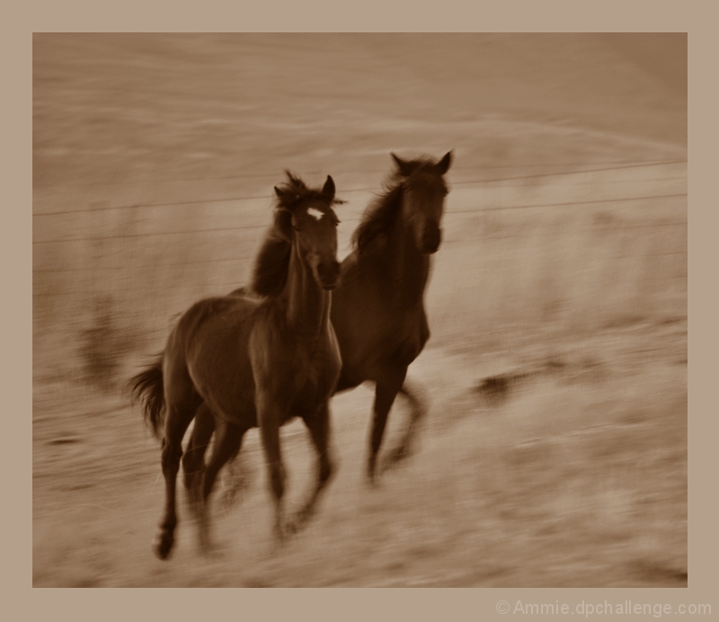 Wild Horses