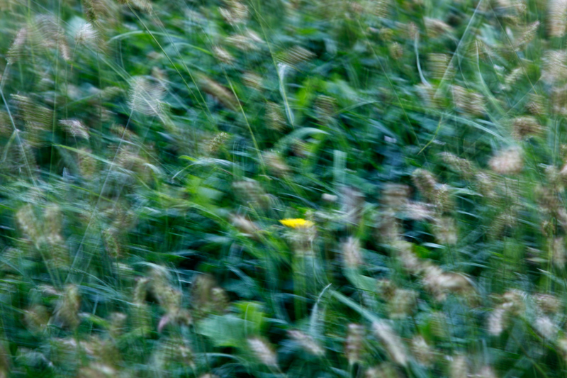 Windy Grasses