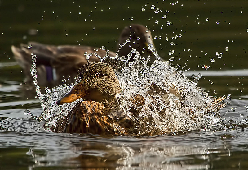 Makin' a Splash!