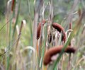 Why is the swamp full of corn dogs?