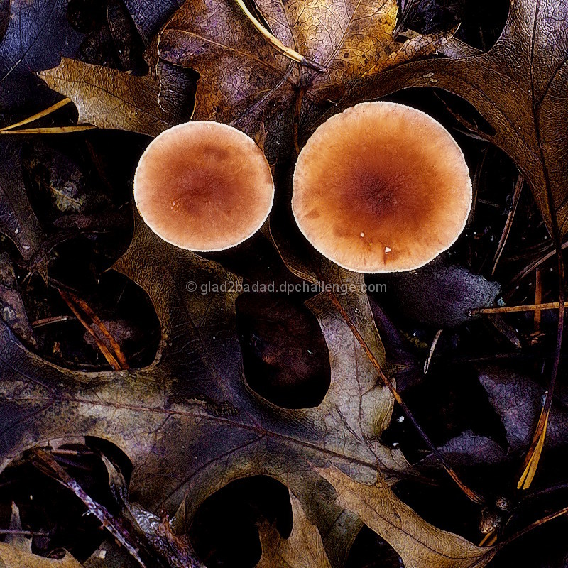 Professor Forest Floor