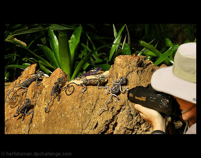 National Geographic's John moves in to capture the attac in high speed definition video.