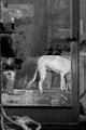 A Dog's Tale