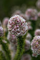 Flowery flower flower