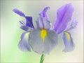 Sensual (Iris)