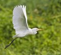 Cattle Egret in flight