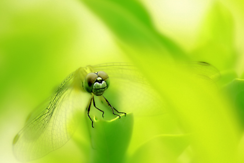 the green dragonfly