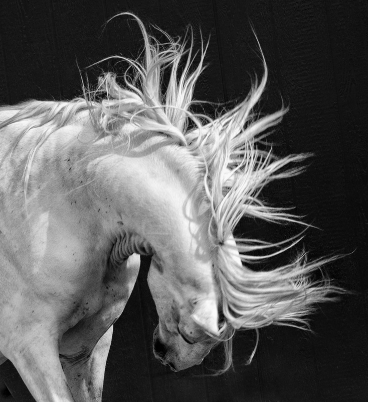 Crazy Horse
