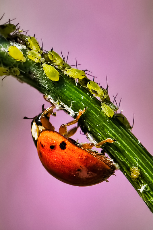 Eating Aphids